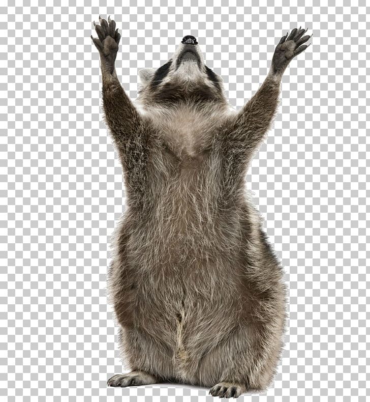 Raccoon Stock Photography PNG, Clipart, Animals, Carnivoran, Christmas, Drawing, Fauna Free PNG Download