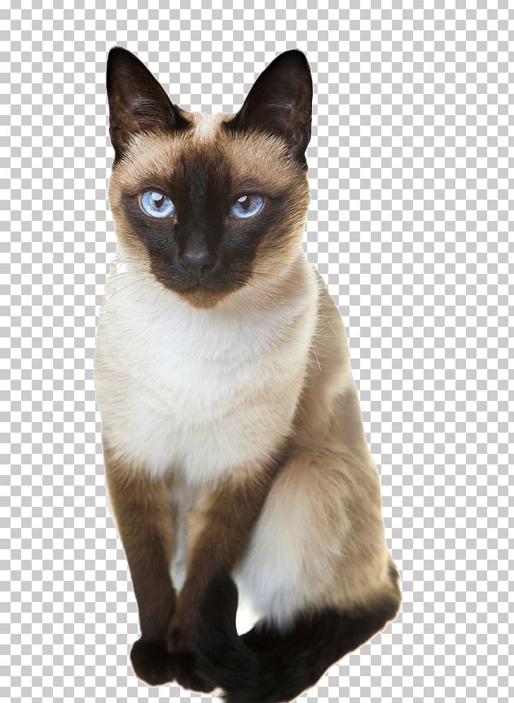 Siamese Cat Thai Cat Balinese Cat Oriental Shorthair Persian Cat