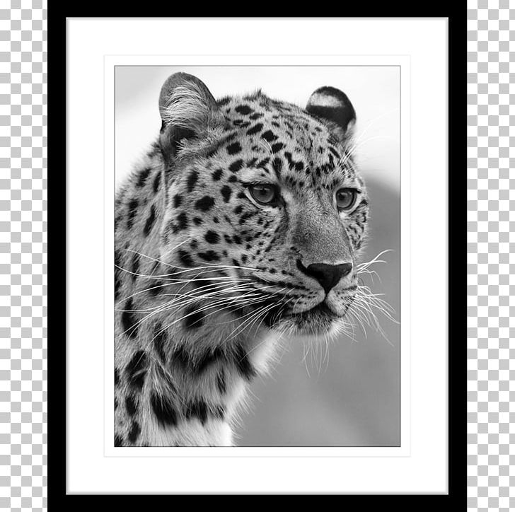 African Wildcat Felidae Cheetah Tiger PNG, Clipart, Animal, Big Cat, Big Cats, Black And White, Carnivoran Free PNG Download
