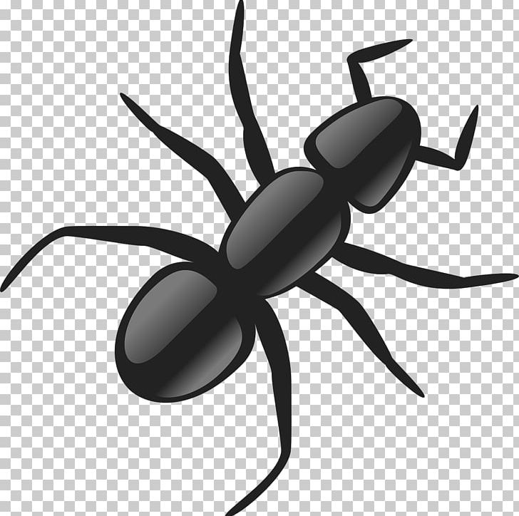 Ant PNG, Clipart, Animal, Ants, Arachnid, Arthropod, Background Black Free PNG Download