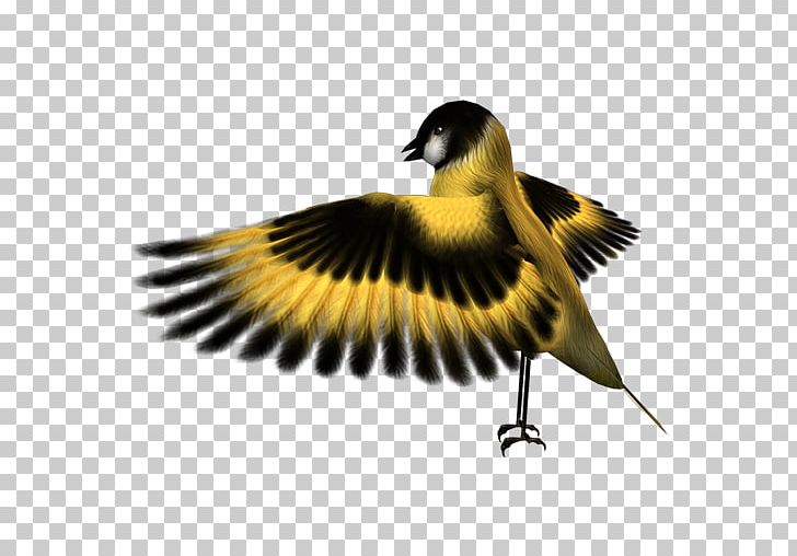 Bird Finch Common Kingfisher Falcon PNG, Clipart, Animals, Beak, Bird, Common Kingfisher, Computer Icons Free PNG Download