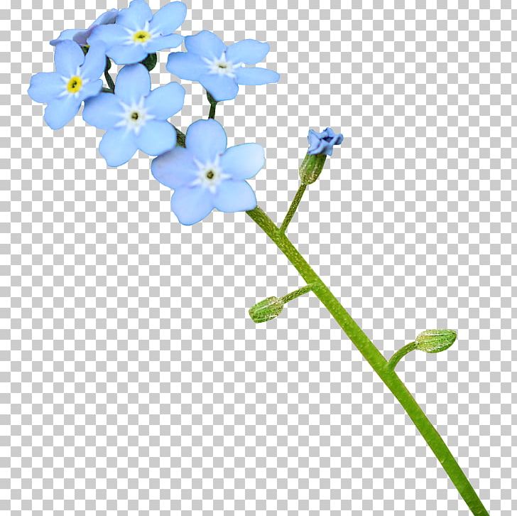 Blue PNG, Clipart, Art, Blue, Blue Flower, Borage Family, Botany Free PNG Download