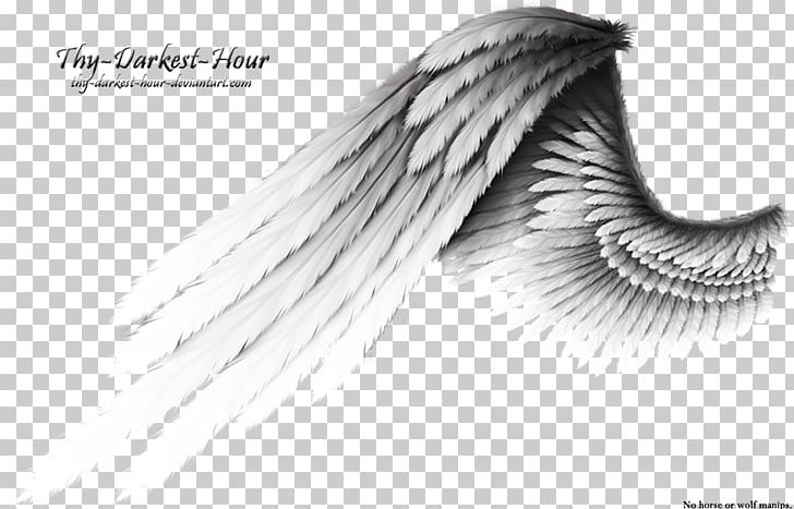 Buffalo Wing PNG, Clipart, Angel Wing, Angel Wings, Angle, Beak, Black And White Free PNG Download