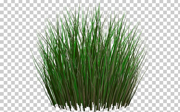 Others Grass Sticker PNG, Clipart, Chrysopogon Zizanioides, Desktop Wallpaper, Download, Grass, Grasses Free PNG Download