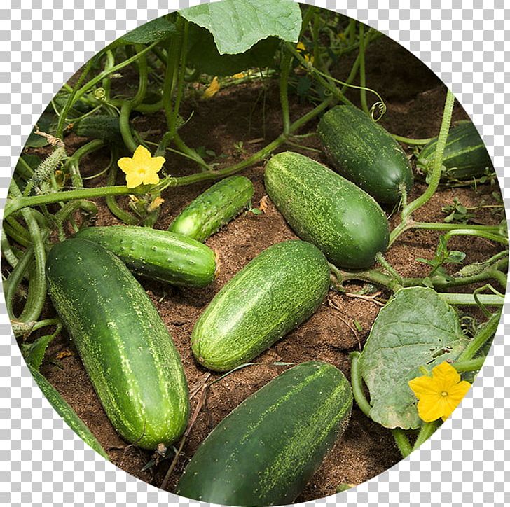 Pickled Cucumber Slicing Cucumber Vegetable Garden Zucchini PNG, Clipart, Conventionally Grown, Cucumber, Cucumber Gourd And Melon Family, Cucumis, Garden Free PNG Download