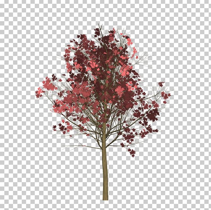 Twig Tree Red Maple Japanese Maple PNG, Clipart, Blossom, Branch, Brown, Computer Icons, Flower Free PNG Download