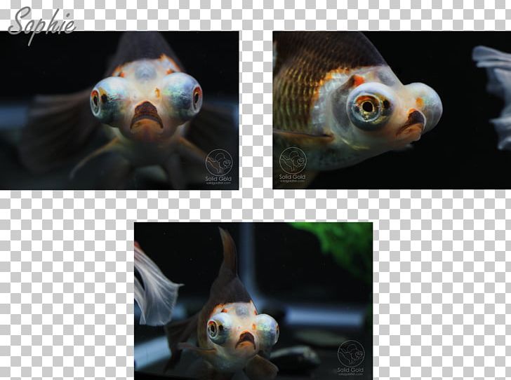 Oranda Pet Solid Gold Aquatics Fish PNG, Clipart, Butterfly, Computer, Computer Wallpaper, Desktop Wallpaper, Fish Free PNG Download