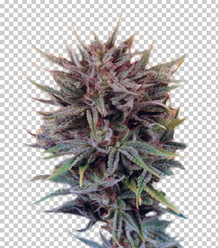 Cannabis Skunk White Widow Seed Marijuana PNG, Clipart, Animals, Cannabis, Cannabis Sativa, Dutch, Hemp Free PNG Download