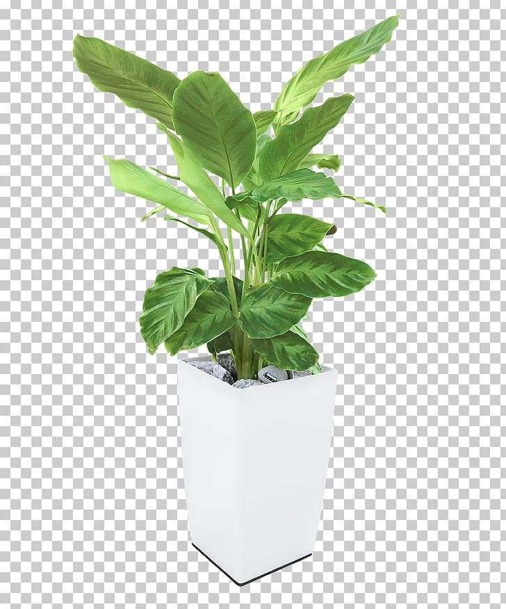 Energy Photosynthesis Plant Electricity Bioo PNG, Clipart, Akupank, Biology, Electrical Energy, Electricity, Electricity Generation Free PNG Download