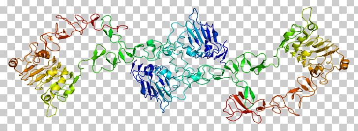 ERBB3 Protein Receptor Tyrosine Kinase HER2/neu PNG, Clipart, Art, Epidermal Growth Factor, Epidermal Growth Factor Receptor, Erbb, Erbb3 Free PNG Download