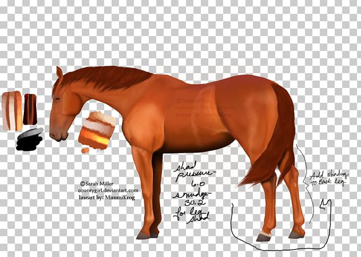 Desktop Pony Mustang Stallion Cash Advance PNG, Clipart, Autumn For Muscle, Bridle, Cash Advance, Colt, Desktop Wallpaper Free PNG Download