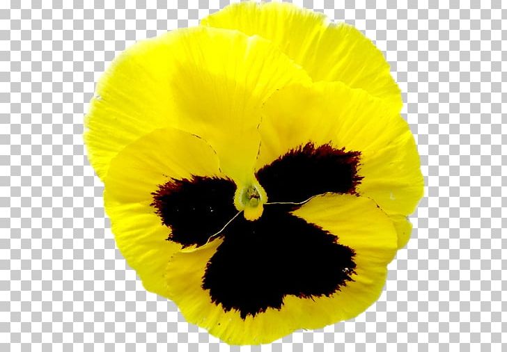 Pansy Close-up PNG, Clipart, Closeup, Fine, Flower, Flowering Plant, Miscellaneous Free PNG Download