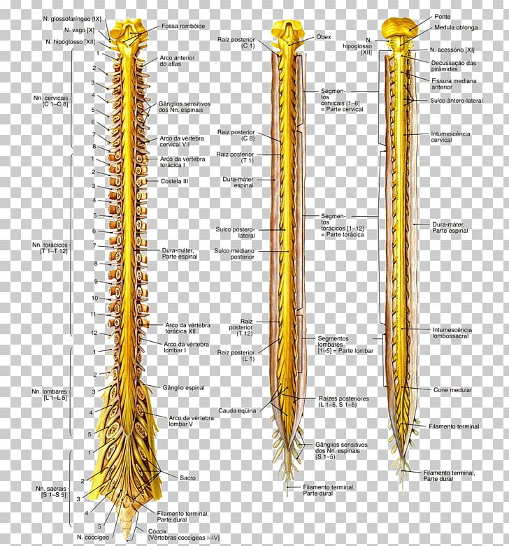 Anatomy Spinal Cord Nervous System Medulla Oblongata Nerve PNG, Clipart, Anatomia, Anatomy, Cauda Equina, Cervical Vertebrae, Figura Free PNG Download