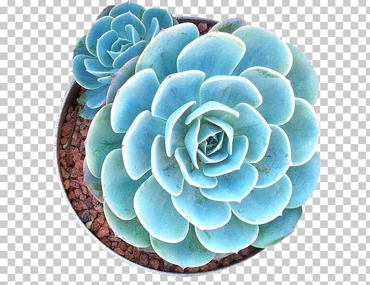 Cacti And Succulents Cacti & Succulents Succulent Plant Cactaceae PNG, Clipart, Amp, Cactaceae, Cacti, Cacti And Succulents, Cacti Succulents Free PNG Download