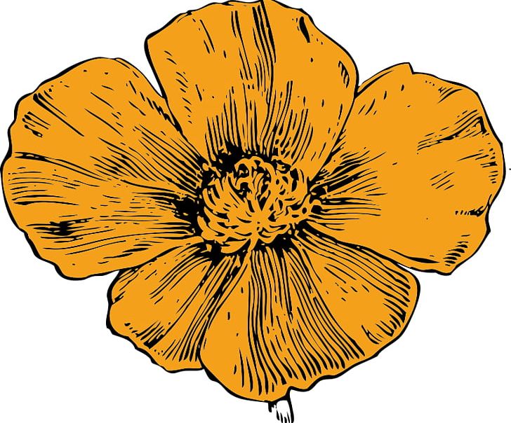 California Poppy PNG, Clipart, Black And White, California, California Poppy, Common Poppy, Computer Icons Free PNG Download