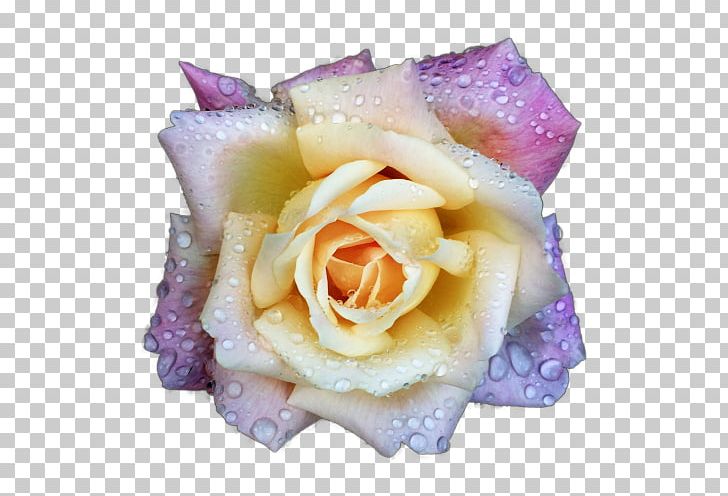 Garden Roses Cabbage Rose Hybrid Tea Rose Cut Flowers PNG, Clipart, Blog, Closeup, Cut Flowers, Floral Design, Floristry Free PNG Download