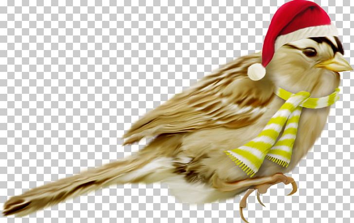 Bird Christmas Beak PNG, Clipart, Animal, Animals, Beak, Bird, Christmas Free PNG Download