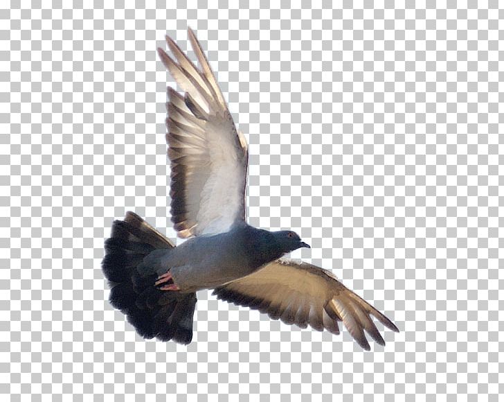 Duck Bird Vuela Alto Rock Dove Feather PNG, Clipart, Bala, Beak, Bird, Demoiselle Crane, Duck Free PNG Download