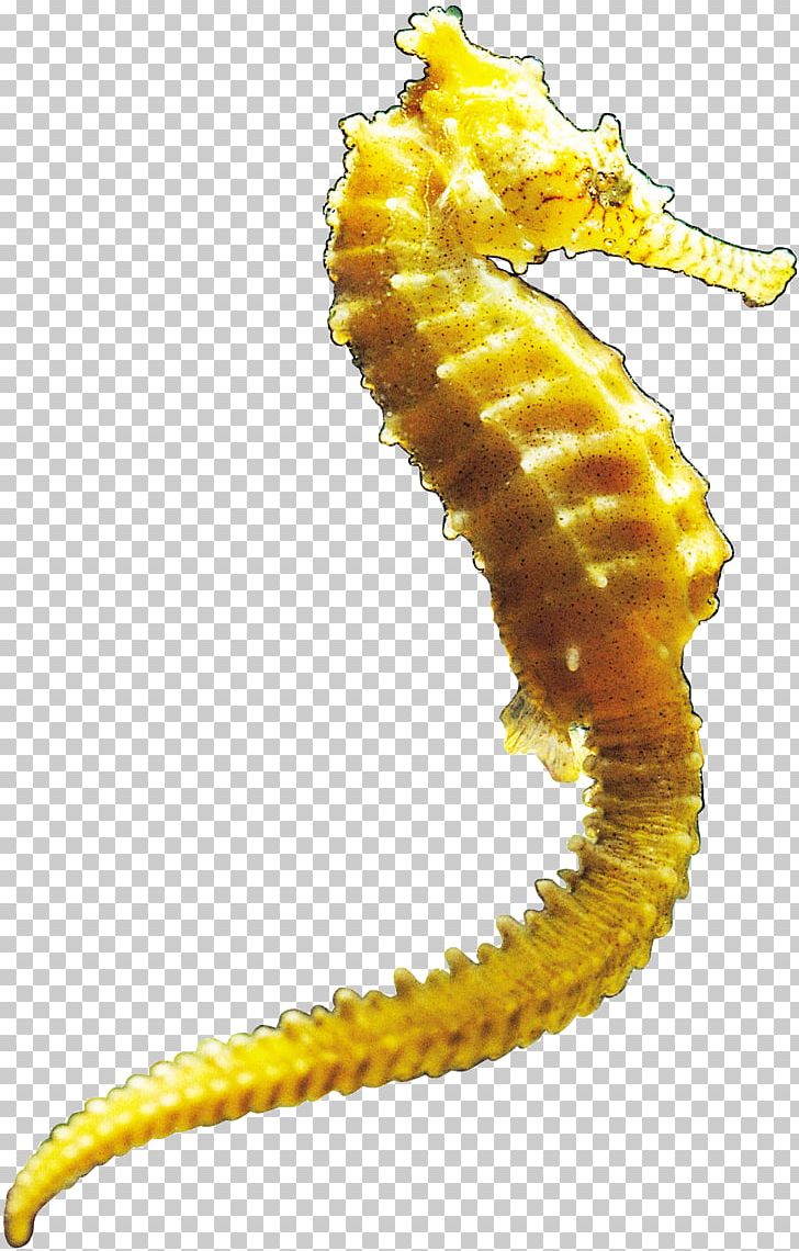 Seahorse PNG, Clipart, Animals, Archive File, Document File Format, Download, Encapsulated Postscript Free PNG Download