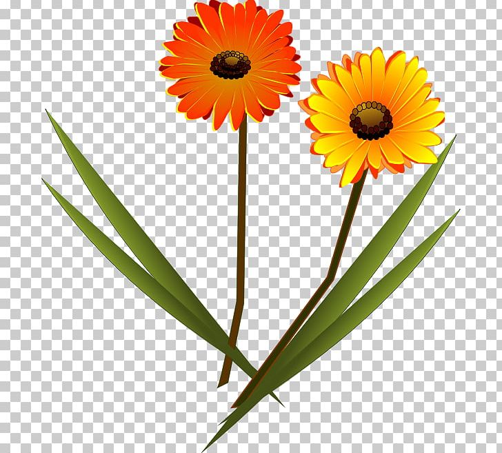 Transvaal Daisy Drawing PNG, Clipart, Calendula, Clip Art, Common Daisy, Common Sunflower, Cut Flowers Free PNG Download