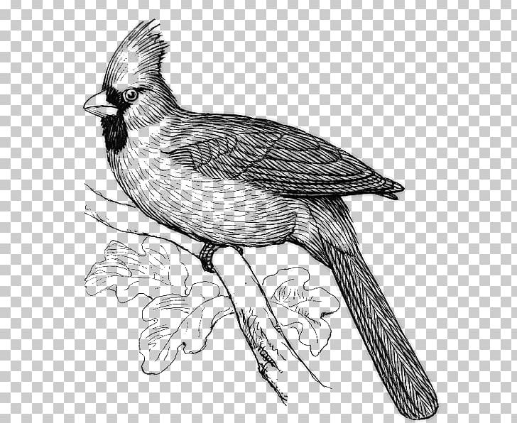 Bird Line Art Drawing PNG, Clipart, Animals, Art, Artwork, Beak, Bird Free PNG Download