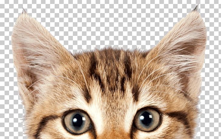 Cats PNG, Clipart, Cats Free PNG Download