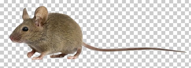 Computer Mouse Rat Photography PNG, Clipart, Animal Figure, Animals, Apodemus, Computer Mouse, Degu Free PNG Download