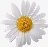 Daisy PNG, Clipart, Chrysanthemum, Daisy, Daisy Clipart, Flower, Material Free PNG Download