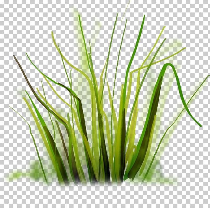 Drawing PNG, Clipart, Adobe Photoshop Elements, Adobe Photoshop Express, Animaatio, Chrysopogon Zizanioides, Commodity Free PNG Download