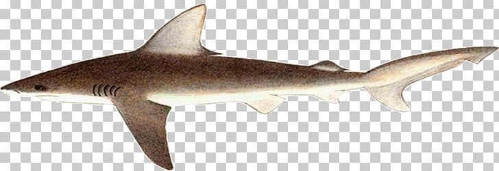 Tiger Shark Sandbar Shark Squaliform Sharks Animal Shark Attack PNG, Clipart, Animal, Biology, Bonaparte, Carcharhiniformes, Carcharhinus Free PNG Download
