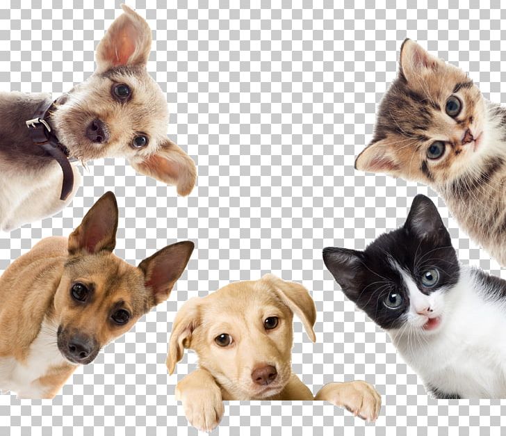 Dog Cat Puppy Kitten Pet PNG, Clipart, Animal, Animals, Animal Shelter, Animal Welfare, Carnivoran Free PNG Download