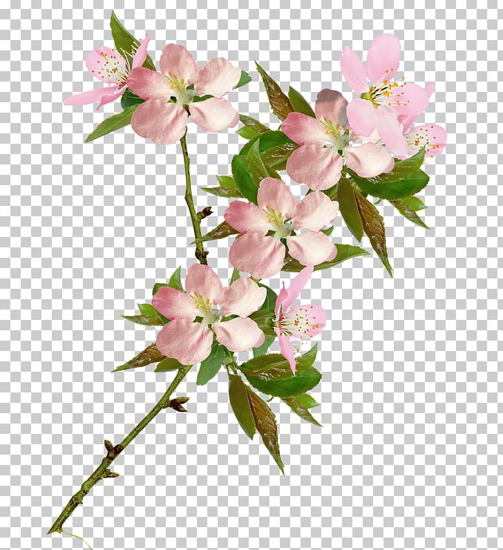 Portable Network Graphics Cherry Blossom Flower PNG, Clipart, Blossom, Branch, Centerblog, Cherry Blossom, Cut Flowers Free PNG Download