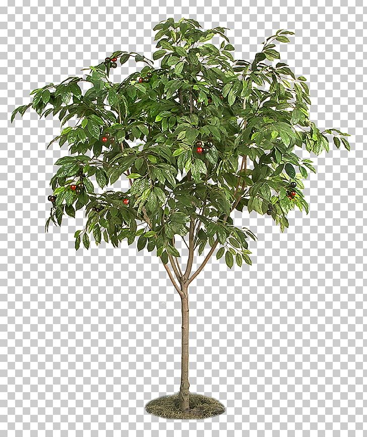 Fruit Tree Plant Tree Structure PNG, Clipart, Bonsai, Branch, Cherry, Deciduous, Evergreen Free PNG Download