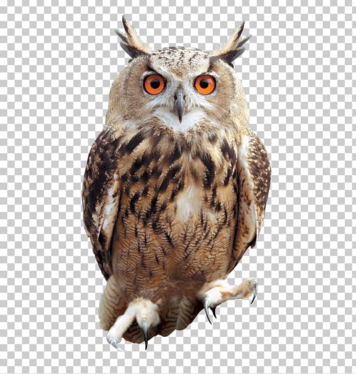 Owls PNG, Clipart, Owls Free PNG Download