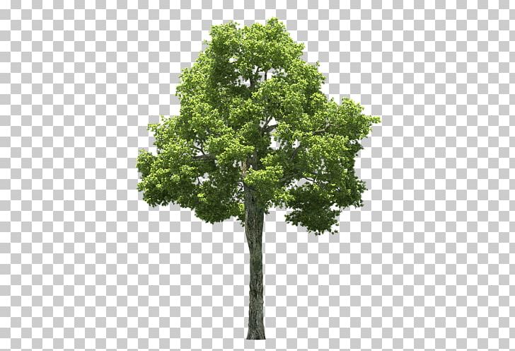 Tree Populus Alba PNG, Clipart, Branch, Cottonwood, Desktop Wallpaper, Download, Encapsulated Postscript Free PNG Download