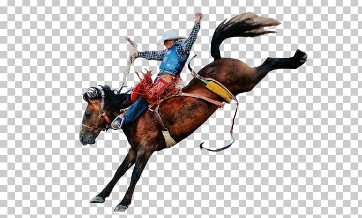 Horse Rodeo Cowboy Cattle PNG, Clipart, Alex Oliveira, Animals, Animal Sports, Archive File, Bit Free PNG Download