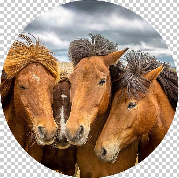 Mustang Stallion Mare Pony Iceland PNG, Clipart, Baggage, Farm, Farmer, Horse, Horse Like Mammal Free PNG Download