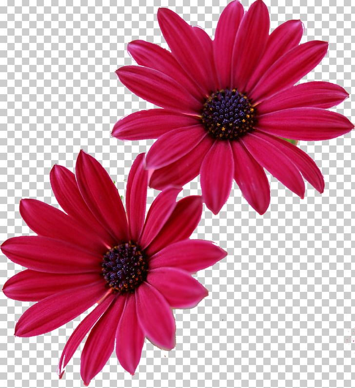 Pink Flowers Gerbera Jamesonii Desktop PNG, Clipart, Camomile, Chrysanths, Common Daisy, Cut Flowers, Daisy Free PNG Download