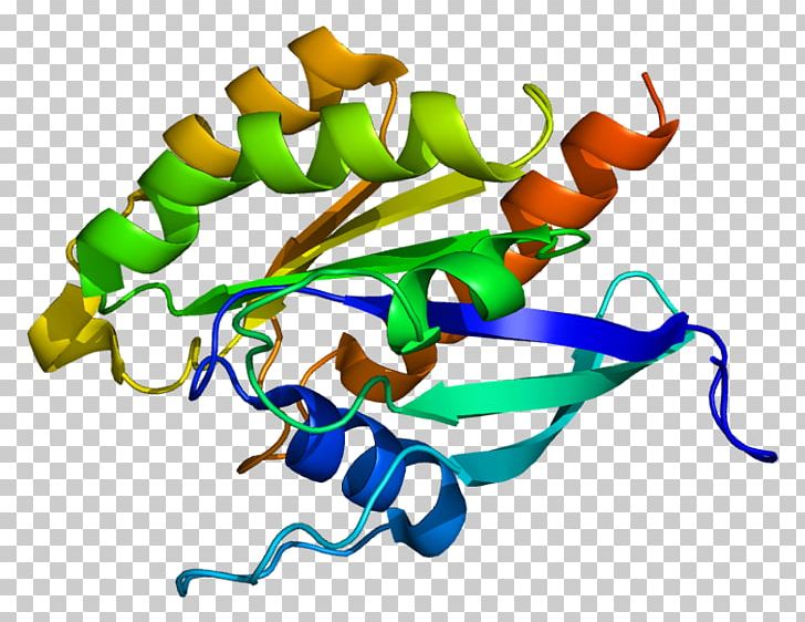 RAB3D Protein Ras Subfamily Gene PNG, Clipart, 3 D, Area, Artwork, Ensembl, Gene Free PNG Download