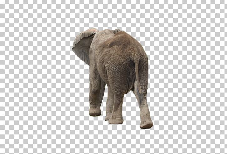 African Bush Elephant African Forest Elephant Asian Elephant PNG, Clipart, African Elephant, Animals, Baby Elephant, Back, Back To School Free PNG Download
