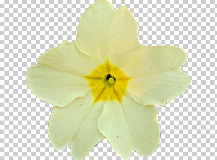 Primrose Narcissus PNG, Clipart, Amaryllis Family, Coltsfoot, Flower, Flowering Plant, Narcissus Free PNG Download