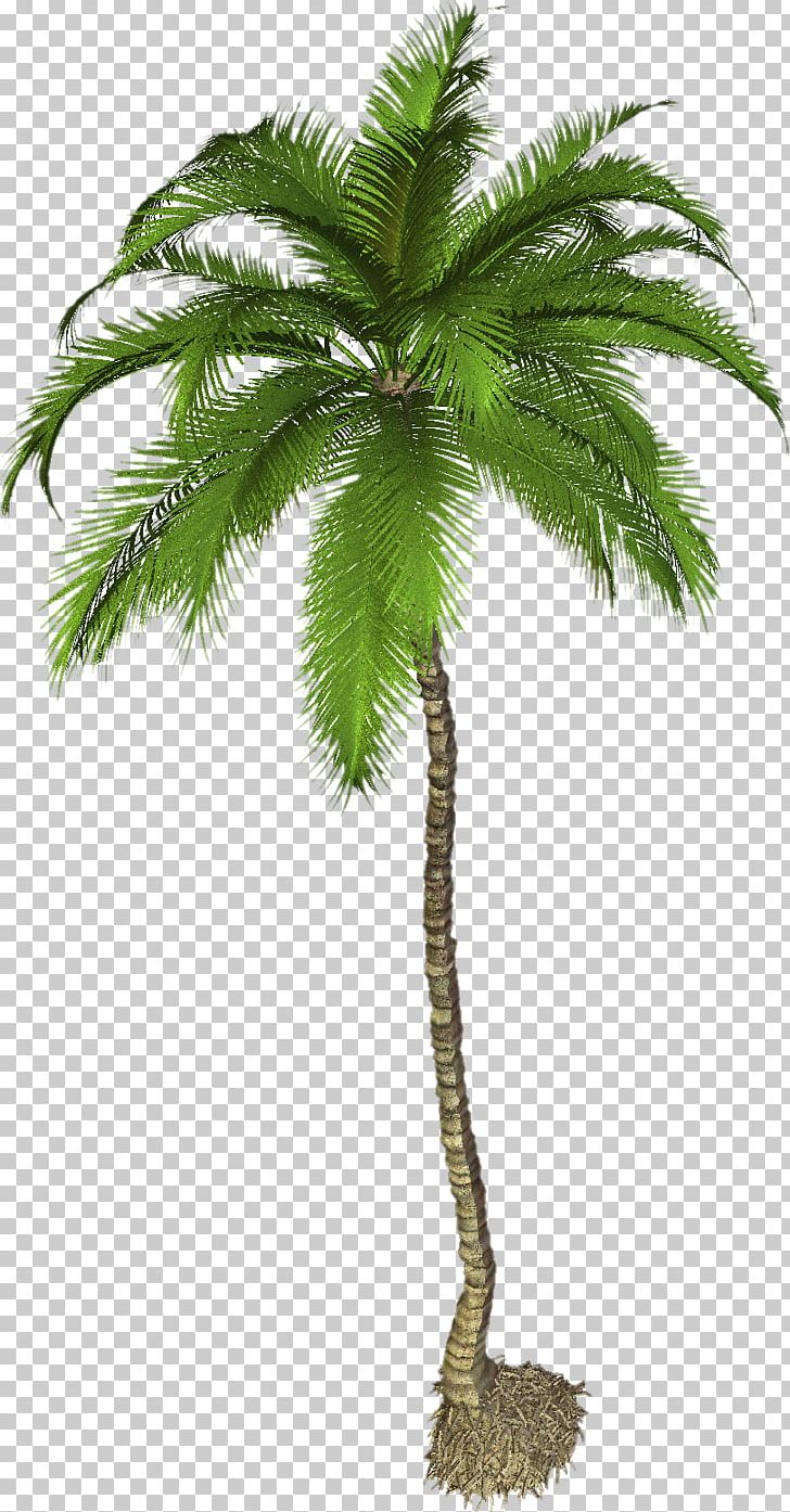 Kerala Piravi November 1 Malayalam Riya Education Pvt Ltd PNG, Clipart, Arecales, Attalea Speciosa, Borassus Flabellifer, Branch, Coconut Free PNG Download