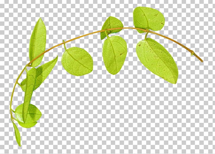 Leaf Plant Stem Herbaceous Plant PNG, Clipart, Blog, Branch, Crochet, Description, Flower Free PNG Download