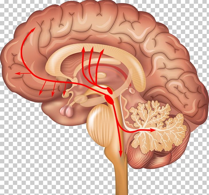 Locus Coeruleus Brainstem Human Brain Norepinephrine PNG, Clipart, Alzheimers Disease, Autonomic Nervous System, Brain, Brain Injury, Brainstem Free PNG Download