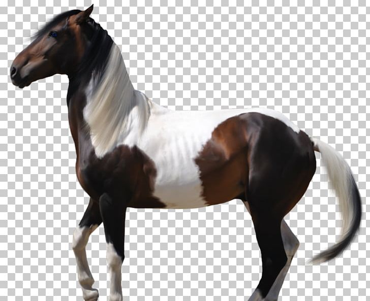 Mustang Stallion American Paint Horse Arabian Horse Mare PNG, Clipart, American Paint Horse, Arabian Horse, Bridle, Desktop Wallpaper, Drawing Free PNG Download