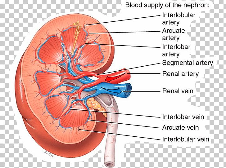 Principles Of Anatomy And Physiology Kidney Renal Artery Human Body PNG, Clipart, Anatomy, Artery, Blood Vessel, Diagram, Ear Free PNG Download