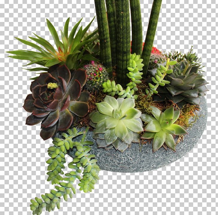 Strawberry Hedgehog Cactus Flowerpot Cactaceae PNG, Clipart, Cactaceae, Flowerpot, Hedgehog Cactus, Orkide, Others Free PNG Download