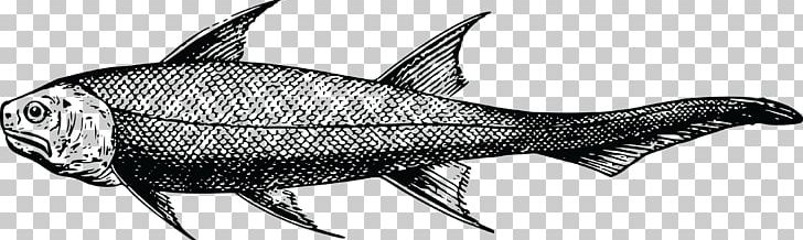 Swordfish Prehistory Sardine PNG, Clipart, Animals, Artwork, Black And White, Bony Fish, Drawing Free PNG Download