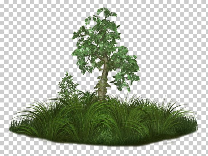 Tree Portable Network Graphics Adobe Photoshop Quran PNG, Clipart, Desktop Wallpaper, Flowerpot, Grass, Herbaceous Plant, Houseplant Free PNG Download