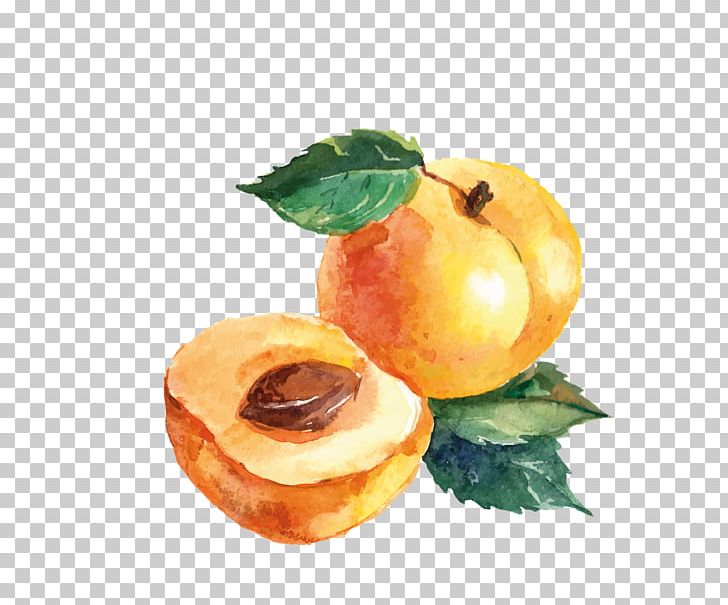 Watercolor Painting Drawing Apricot PNG, Clipart, Apricot, Art, Drawing, Food, Fruit Free PNG Download